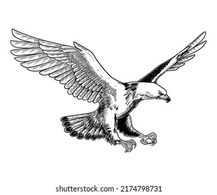 American bald eagle flying. Vector Illustration