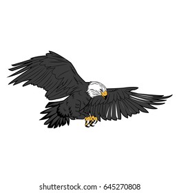 american bald eagle flying wildlife image