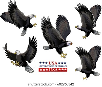 American Bald Eagle. Vector