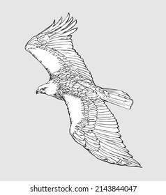 American bald eagle vector illustration