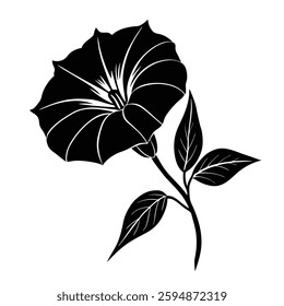 American bindweed flower silhouette vector on white background