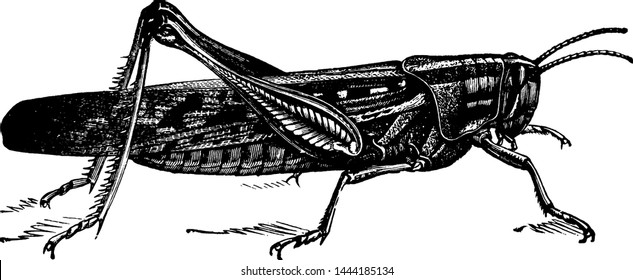 2,000 Grasshopper Vintage Images, Stock Photos & Vectors | Shutterstock