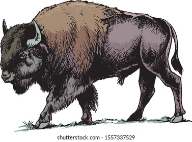 American Bison, buffalo. Hand drawn illustration.