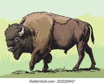 American Bison, buffalo. Hand drawn illustration.