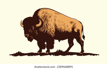 Bison Americano, búfalo. Ilustración vectorial dibujada a mano. 