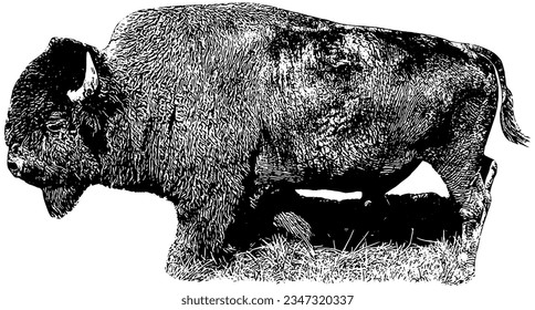 American Bison Bull vector illustration, profile view, isolated 