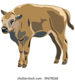 American bison calves