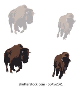   American bison galloping, two color versions