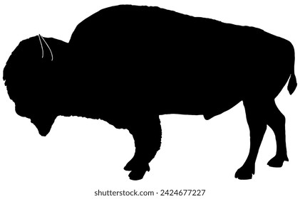 American bison silhouette in black, isolated 