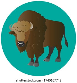 
American bison standing on a green background. Animals of north america.