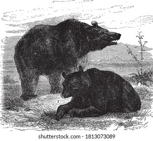 American black bear, From the Dictionary of Word and Things, 1888.