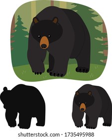 American black bear goes on the background of spruce forest