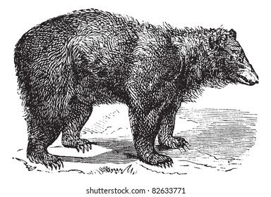 American Black bear (Ursus americanus), vintage engraved illustration.  Trousset encyclopedia (1886 - 1891).