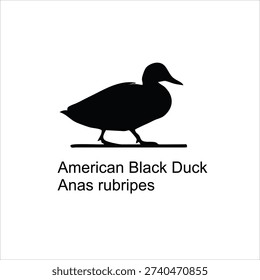 American Black Duck Silhouette Vector Illustration – Anas rubripes Waterfowl Logo Design