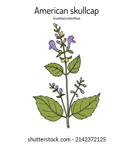 American or blue skullcap (Scutellaria lateriflora ), medicinal plant. Hand drawn botanical vector illustration