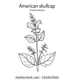 American or blue skullcap (Scutellaria lateriflora ), medicinal plant. Hand drawn botanical vector illustration