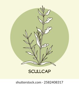 American or blue skullcap (Scutellaria lateriflora). Line art drawing. Best for organic cosmetics, ayurveda, alternative medicine. Vector illustration on light green background.