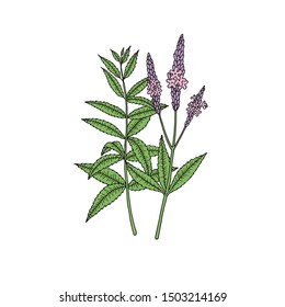 American blue vervain (Verbena hastata). Vector hand drawn illustration in sketch style. 