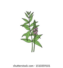 American blue vervain (Verbena hastata). Vector hand drawn illustration in sketch style. 