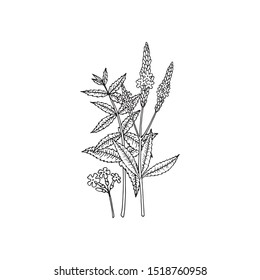 American blue vervain (Verbena hastata). Vector hand drawn illustration in sketch style. 