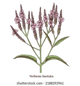 American blue vervain, Verbena hastata.