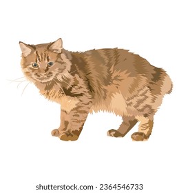 american bobtail cat illustration isolated on white