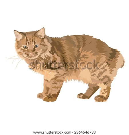 american bobtail cat illustration isolated on white