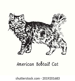 American Bobtail Cat standing side view. Ink black and white doodle drawing in woodcut style.