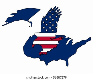 American bold eagle