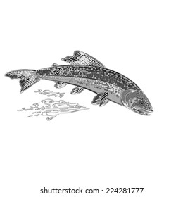 American Brook Trout Salmonidae Fish As Vintage Engraved Vector Illustration 