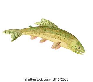 American Brook Trout Vector Illustration