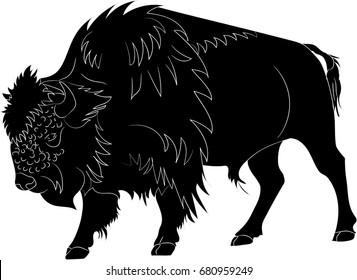 American buffalo or bull on white background. Vector illustration
