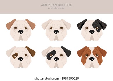 American bulldog all colours clipart. Different coat colors set. Vector illustration