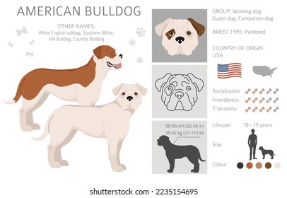 American bulldog all colours clipart. Different coat colors set. Vector illustration