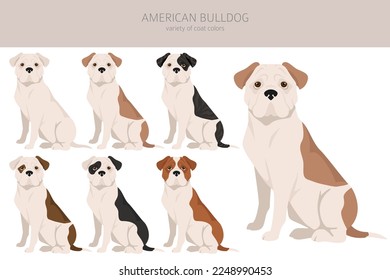 American bulldog all colours clipart. Different coat colors set. Vector illustration