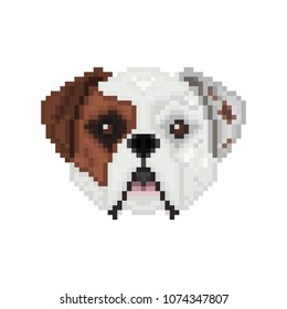 American bulldog, dog head in pixel art style. Vector illustration.