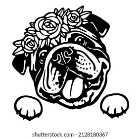 American bulldog girl with flower crown, peeking dog portrait 