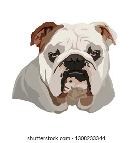 American Bulldog Head Vector Illustration