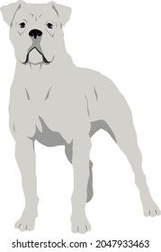 The American Bulldog White Vector Illustration