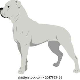 The American Bulldog White Vector Illustration