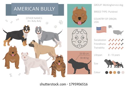 American bully dog isolated on white. Characteristic, color varieties, temperament info. Dogs infographic collection. Vector illustration