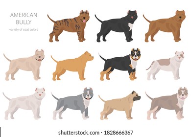 American bully dogs set. Color varieties, different poses. Dogs infographic collection. Vector illustration