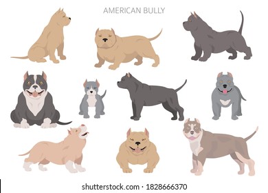 American bully dogs set. Color varieties, different poses. Dogs infographic collection. Vector illustration svg