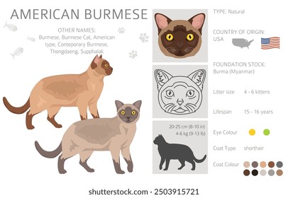 American Burmese Cat clipart. All coat colors set.  All cat breeds characteristics infographic. Vector illustration