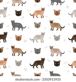 American Burmese Cat seamless pattern. All coat colors set.  All cat breeds characteristics infographic. Vector illustration