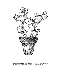 American cactus, prickly pear. Pretty plant in the pot. Design element. Vector illustration, monochrome drawing, isolated. Opuntia.
