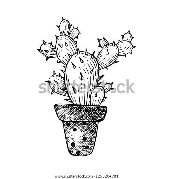 American Cactus Prickly Pear Pretty Plant Stock Vector Royalty Free