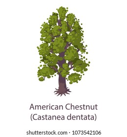 American chestnut icon. Flat illustration of american chestnut vector icon for web