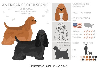 American cocker spaniel all coat colors clipart. All dog breeds infographic.  Vector illustration