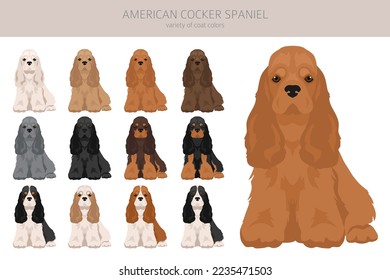 American cocker spaniel all coat colors clipart. All dog breeds infographic.  Vector illustration